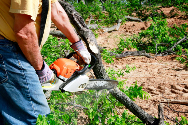 Tree Branch Trimming in Effort, PA